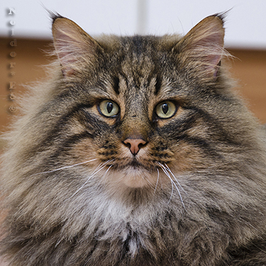 Norwegian Forest Cat, Noldor Forest, Norwegian Forest Cat breeder in Madrid