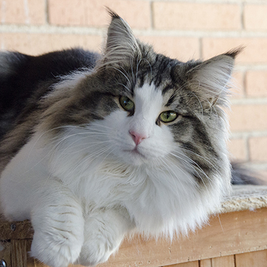 Norwegian Forest Cat, Noldor Forest, Norwegian Forest Cat breeder in Madrid