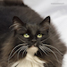 Noldor Forest Norweian Forestcat