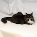 Noldor Forest Norweian Forestcat