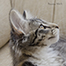 Noldor Forest Norweian Forestcat