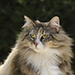 Noldor Forest Norweian Forestcat