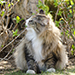 Noldor Forest Norweian Forestcat