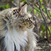 Noldor Forest Norweian Forestcat