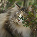 Noldor Forest Norweian Forestcat