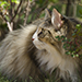 Noldor Forest Norweian Forestcat