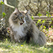 Noldor Forest Norweian Forestcat