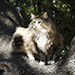 Noldor Forest Norweian Forestcat