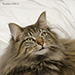 Noldor Forest Norweian Forestcat