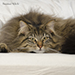 Noldor Forest Norweian Forestcat