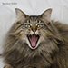 Noldor Forest Norweian Forestcat